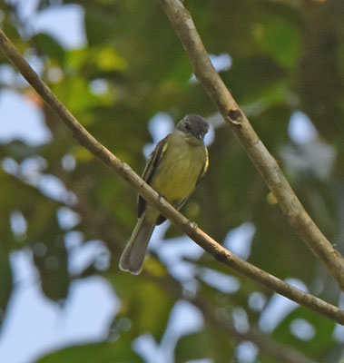 Guianan Tyrannulet