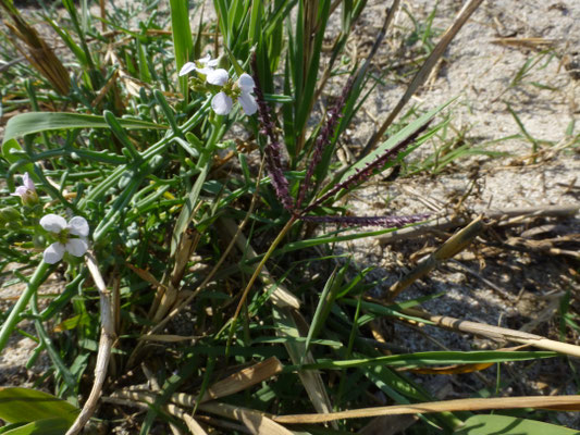 Cynodon dactylon - Handjesgras
