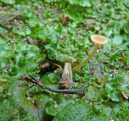 Loreleia (Omphalina) marchantiae - Levermostrechtertje