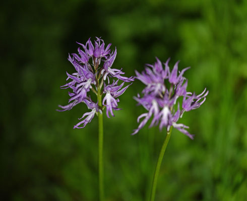 Italiaanse orchis