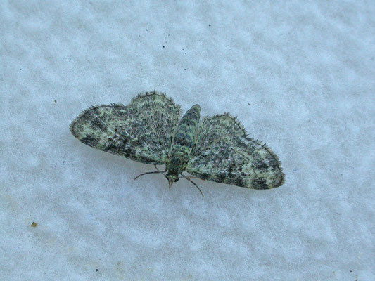 Pasiphila rectangulata - Groene dwergspanner