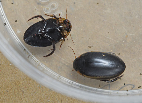 Grote plasduiker