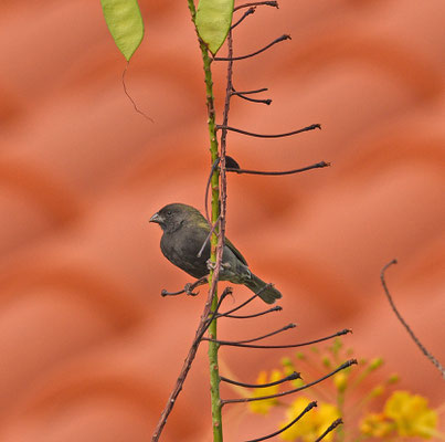 Black-faced Grassquit