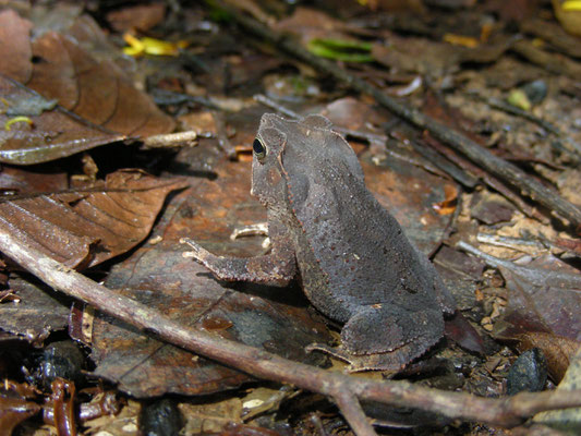 Rhinella lescurei - Guiana Shield Leaf Toad