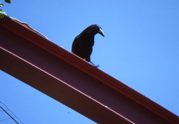 Pied Currawong