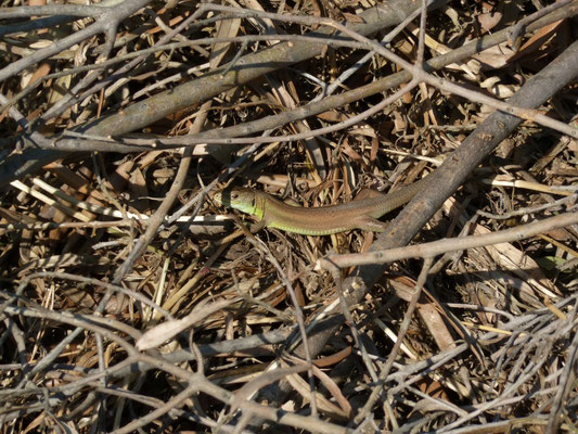 Lacerta viridis (Oostelijke smaragdhagedis), juveniel