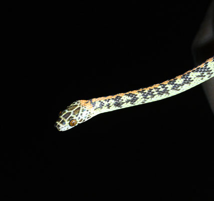 Siphlophis cervinus - Gevlekte Roodrugliaanslang