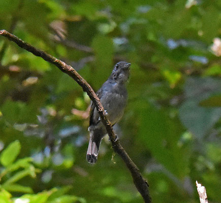 Mouse-colored Antshrike