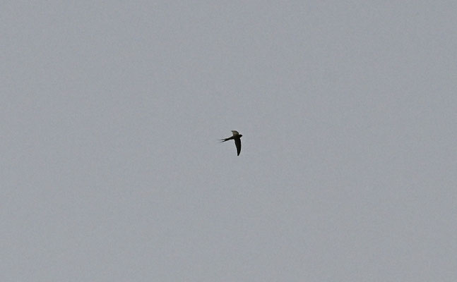 Cypsiurus parvus - African Palm-Swift