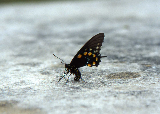 Pipe-vine Swallowtail