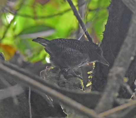 Fasciated Antshrike