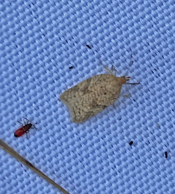 Acleris notana/ferrugana - Lichte/Oranje boogbladroller