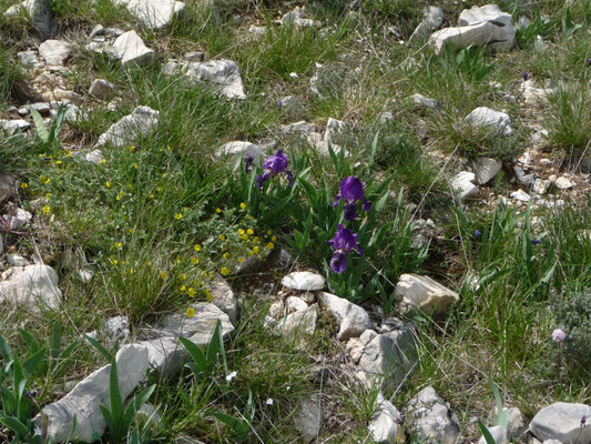 Iris aphylla