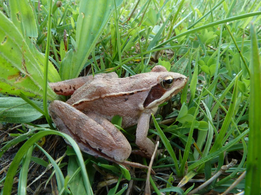 Rana dalmatina (Springkikker)