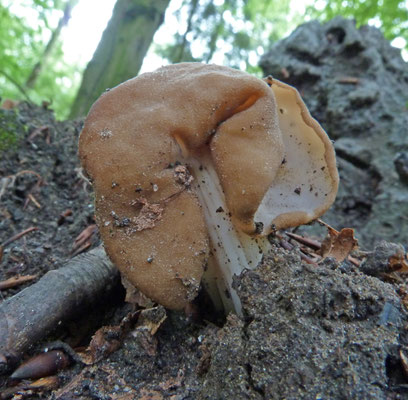 Helvella crispa - Witte kluifzwam