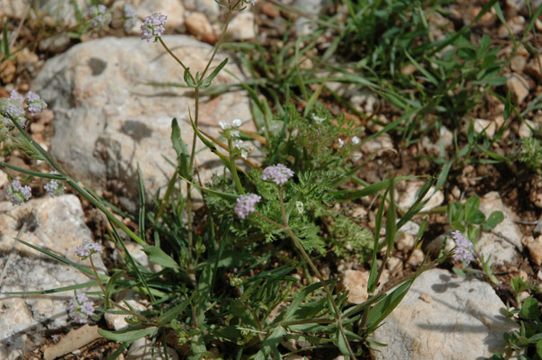 Valerianella echinata