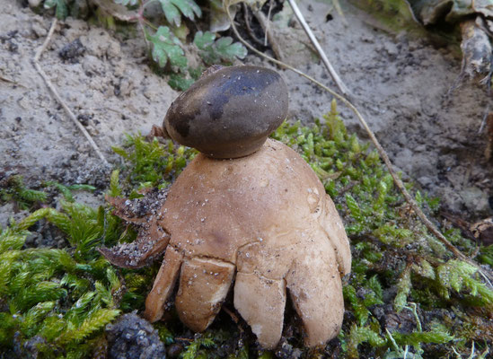 Geastrum coronatum-Forse aardster
