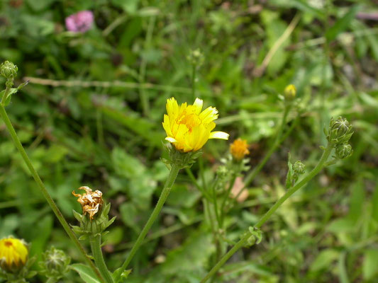 Picris hieracioides - Echt bitterkruid