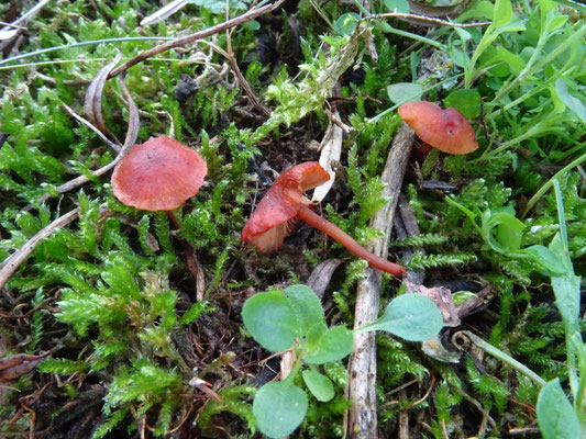 Clitopilus nitellinus - Oranje zalmplaat