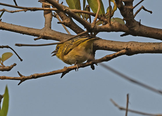 Ploceus luteolus - Little Weaver