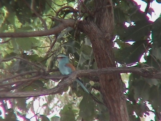 Abyssinian Roller