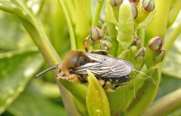 Melecta albifrons - Bruine rouwbij
