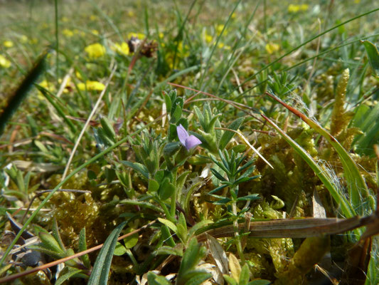 Vicia lathyroides - Lathyruswikke