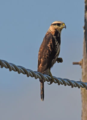 Gray-lined Hawk, juvenile