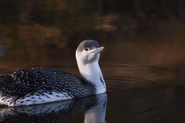 Roodkeelduiker
