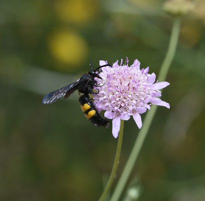 Scolia hirta - Geelstreepdolkwesp