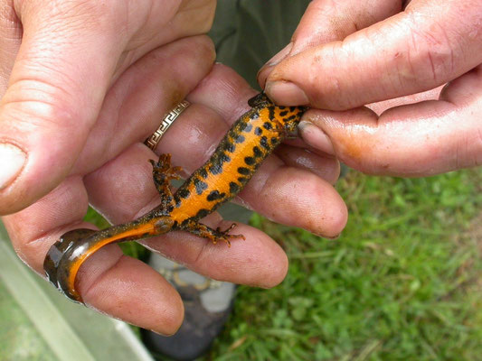 kamsalamander