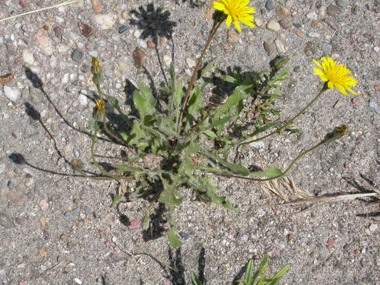 Crepis vesicaria taraxacifolia - Paardebloemstreepzaad