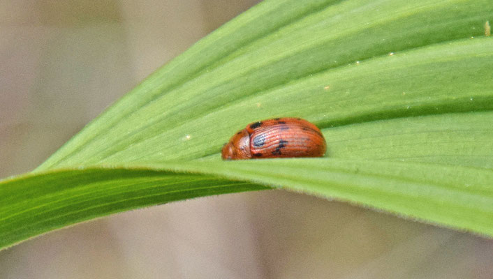 Gonioctena quinquepunctata - Vijfstippelig struikhaantje