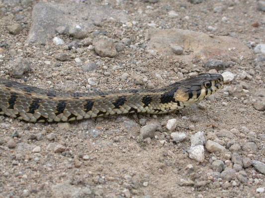 Perzische ringslang (Natrix natrix persa)
