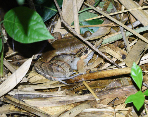 Leptodactylus bolivianus