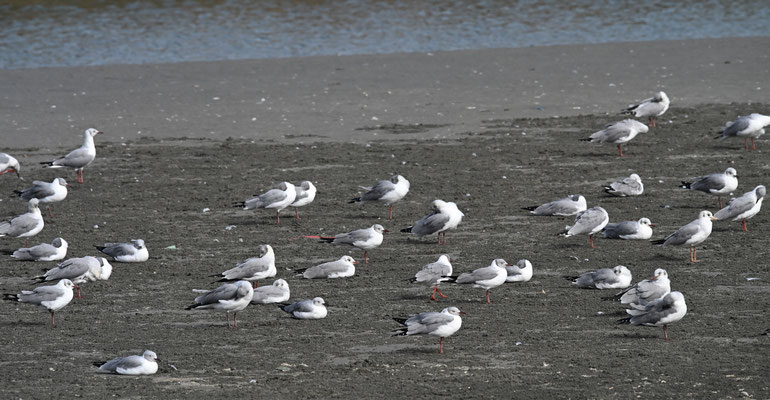 Larus cirrocephalus - Grey-headed Gull