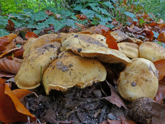 Cortinarius allutus - Honinggordijnzwam