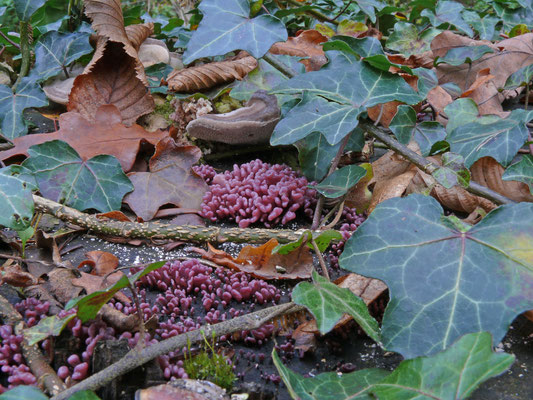 Ascocoryne sarcoides - Paarse knoopzwam