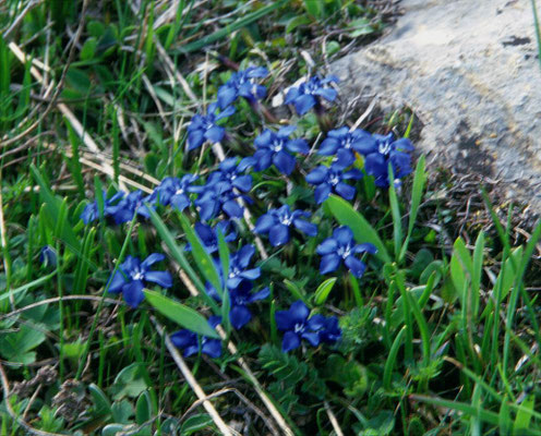 Gentiana brachyphylla