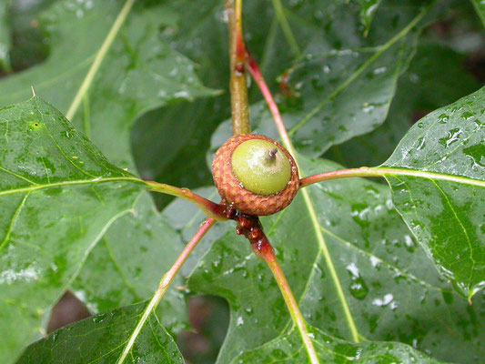 Quercus rubra - Amerikaanse eik