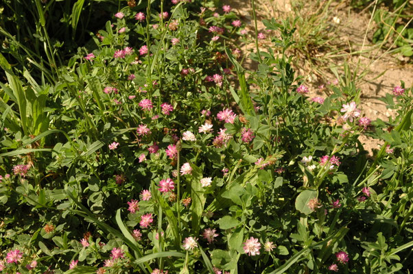 Trifolium resupinatum