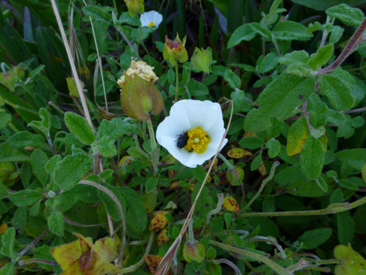 Cistus salvifolius