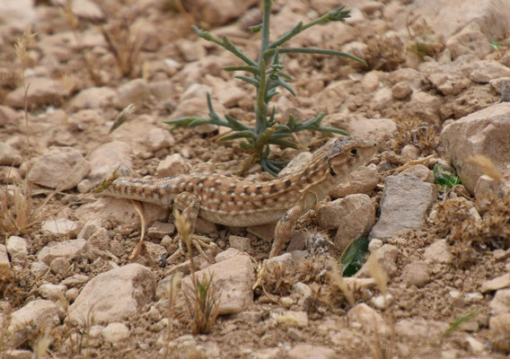 Beer Sheba franjeteenhagedis (Acanthodactylus beershebensis)