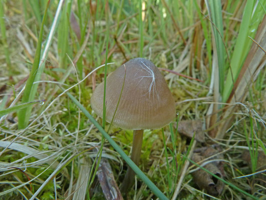 Tephrocybe palustris - Veenmosgrauwkop