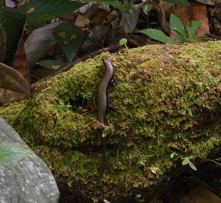 Black-spotted Skink - Copeoglossum nigropunctatum