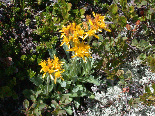 Senecio incanus