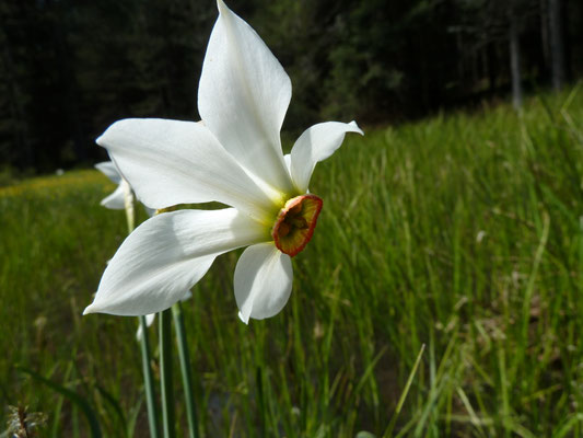 Narcis serotinus