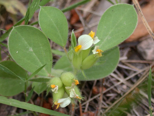 Anthyllis tetraphylla - Blaaswondklaver