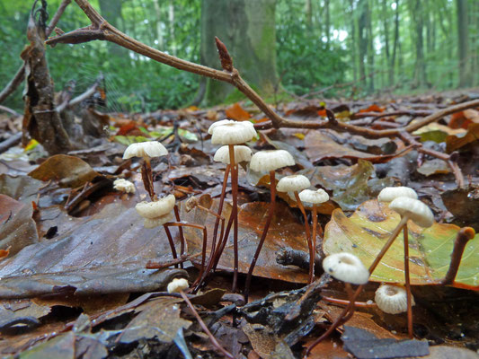 Marasmius rotula - Wieltje