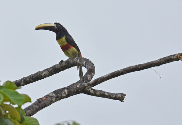 Black-necked Aracari